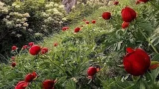 مناظر طبيعية خلابة في فصل الربيع ببلادنا الحبيب مع موسيقى هادئة