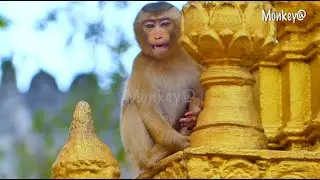 Amazing..! A little monkey SARO is crying to call his mother and also show it to the humans.