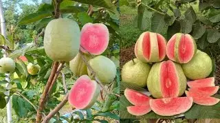 Растения гуавы сорта Red Diamond &mdash; интернет-магазин @Happy.Gardening #покупки #онлайн #гуава #фру...