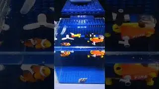 At the request of aquarists, I recorded a few videos to explain how to raise clownfish