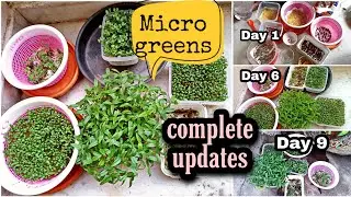 Microgreens పైసా ఖర్చు లేకుండా పెంచొచ్చు | Quite easy to grow Microgreens with day-to-day updates