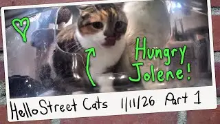 Jolene Feasts at Feline Relaxing Place! 😺💞 Hello Street Cat Archive 1/11/26 Pt 1