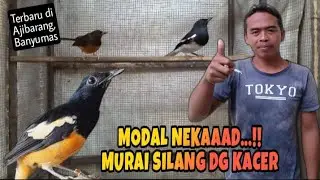 Grebek peternak MURAI BATU silangan KACER di Ajibarang //Banyumas