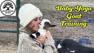 Baby Goats in Training 🐐🧘&zwj;♀️ | Goat Yoga Practice Gets Wild