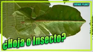 Insectos Hoja - &iquest;Es una Hoja o un Insecto?