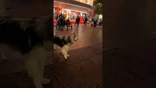 Do People in China Actually Eat Dogs?!
