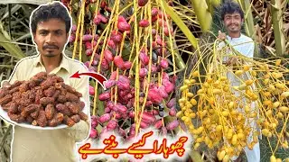 Complete Process Of Dates And Dry Dates (Showara)| How To Make Showara, DryDates #ishaquefoodrecipes
