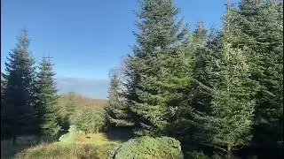 Large Christmas tree being cut down. Nordman Fir