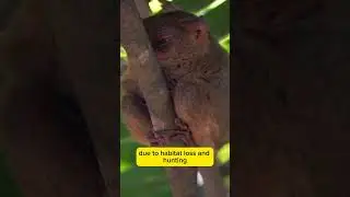 Tarsiers || They come together only to mate