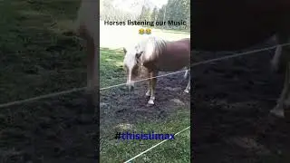 Horses listening our Music 😂😂 #thisislimax #pferde #techno #horses #bass #lustig #funny #shorts #25