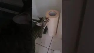 CAT RANDOMLY LICKING TASTY TAPE