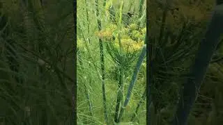 beautifulFennel #hsbtech #ytshorts #shorts