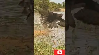 Hunting Skill #animals #cuteanimal #cute #animalvlogger #petsvloganimalsinmyhousemeetmypets #cutepet