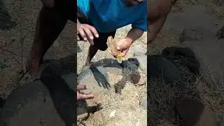 Natural Honey Village In Rock & Soil | खडक आणि मातीतील नैसर्गिक मध #nature #honeybeesting #jangal
