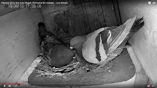 [LIVE] Pigeons @Car Boy Auto Repair. Richmond BC, Canada.