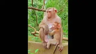 Best funny Mom breastfeeding style ! very lucky baby Jenifer  #poormonkey #cuteanimals #monkeycry