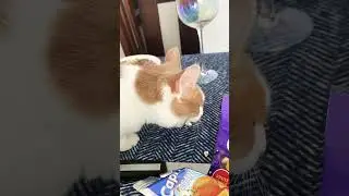 cat eats popcorn during air raid