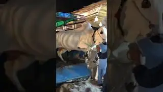 #unloading #angry #bull #dangerous #cow #youtuber #youtubeshorts #qurbanicollection #angery