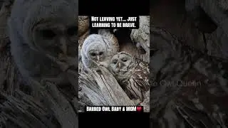 Нам всем нужна любовь #savebarredowls #barredowls