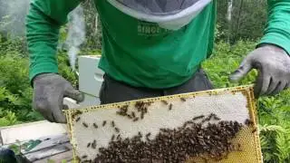 USDA Zone Five Cold Climate Permaculture: Third Deep Box Addition Inspection