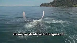 Flora y Fauna de la Regi&oacute;n Pac&iacute;fica de Colombia