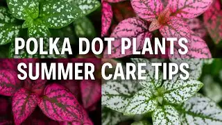 🟣 Polka Dot Plant Summer Care Guide | Keep Your Plants Thriving!|| tarrace garden