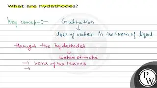 What are hydathodes?
