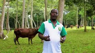 JAGUZA - Cloud Powered Livestock Monitoring App