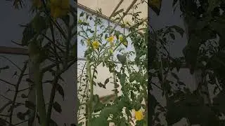 STOP doing this to your tomatoes! #gardeningtips #growingtomatoes #growyourownfood  #hydroponics
