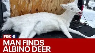 Rare roadkill found | FOX6 News Milwaukee