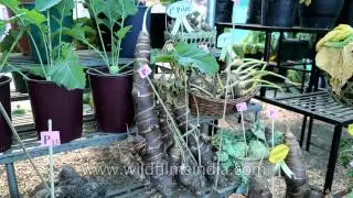 Local yam on show at Naga Heritage