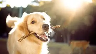 EASY SOLUTIONS 🐜FLEAS⚠️WATER💦SLIDING PETS🐾#dog #pets #cat #animals #flea #veterinary #petlover
