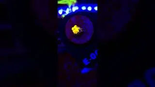 WWC OG Bounce Mushroom Coral WYSIWYG #E00010