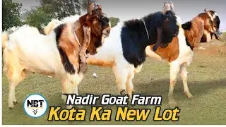 Kota Ka New Lot At Nadir Goat Farm