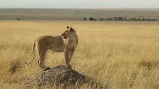 A beautiful lioness standing on a termite mound stock footage video | Premium Video Footage | 4K