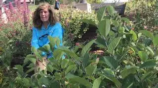 Plant Select Plants bring beauty & efficiency to Westminster, CO!