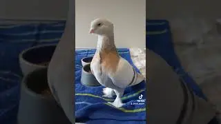 Pet Pigeon Cage Set-Up
