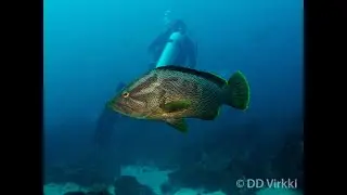 Maori Rockcod - Epinephelus undulatostriatus