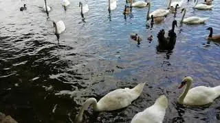 Australian Black Swan protecting his 3 cygnets