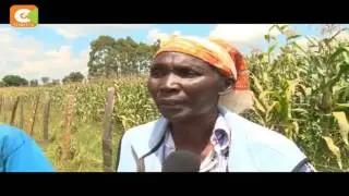 Fungal disease outbreak affects maize farms in North Rift counties