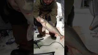 Just catching hogs #lakewinnipeg #walleyefishing #fishing #bigfish #icefishing #canadianfishing
