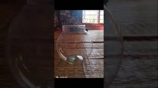 Meesho fish bowl #viralvideos #meesho #review #aquarium #unboxing #meeshofinds #100k #fishbowl #1k