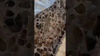 Col&ocirc;nia de abelhas Ira&iacute; em uma caixa 20&times;20 !!! olha o desempenho!!! #animais #bees #abelhas