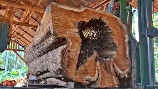 giant teak stump with a surprising hole when sawed at the sawmill