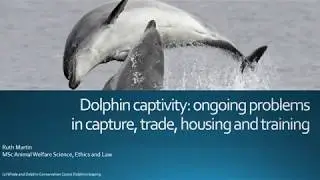 Dolphin captivity: ongoing problems in capture, trade, housing and training