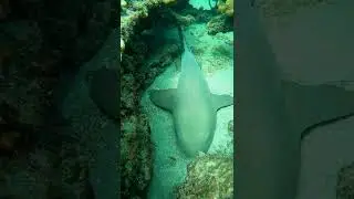 Sleepy Shark