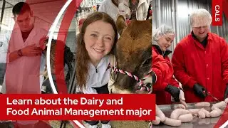 Learn about the Dairy and Food Animal Management major at UW&ndash;Madison