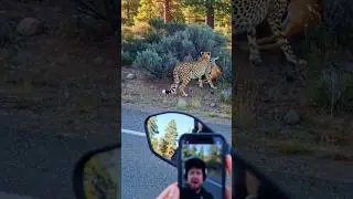 leopard attack the deer capture by mobile..in the forest  road..