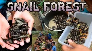 Picking snail forest in the river|| Pangunguha ng suso,Ginataang Suso [Hunt and Cook]