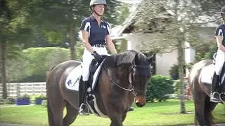SOLD! Pashmina ISF, Star - Top Quality Young Dressage Mare by Sir Sinclair, Keur